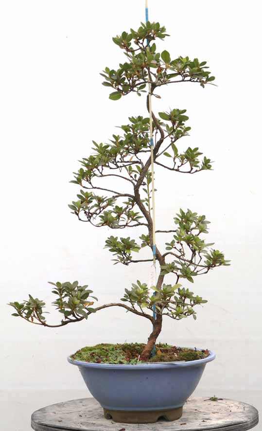 晃山 こうざん : ヤマカ園芸, 皐月販売