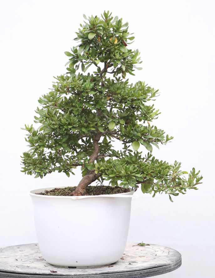 皐月 山の光 鉢植え大型 送料着払いでいかがでしょうか 皐月 山の光