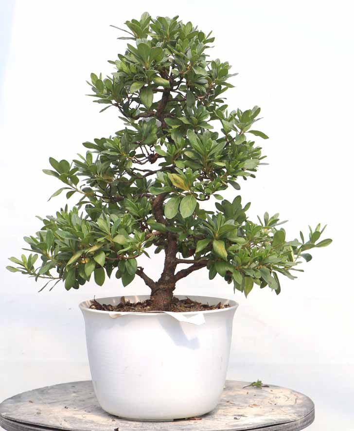 多幹の盆栽 グレー鉢皐月 多幹の盆栽 グレー鉢皐月 さつき盆栽特集