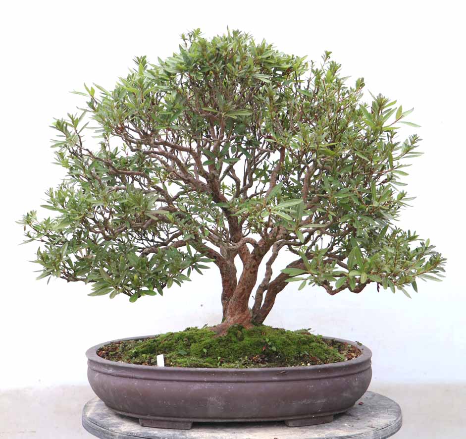 まつなみ 松波 : ヤマカ園芸, 皐月販売