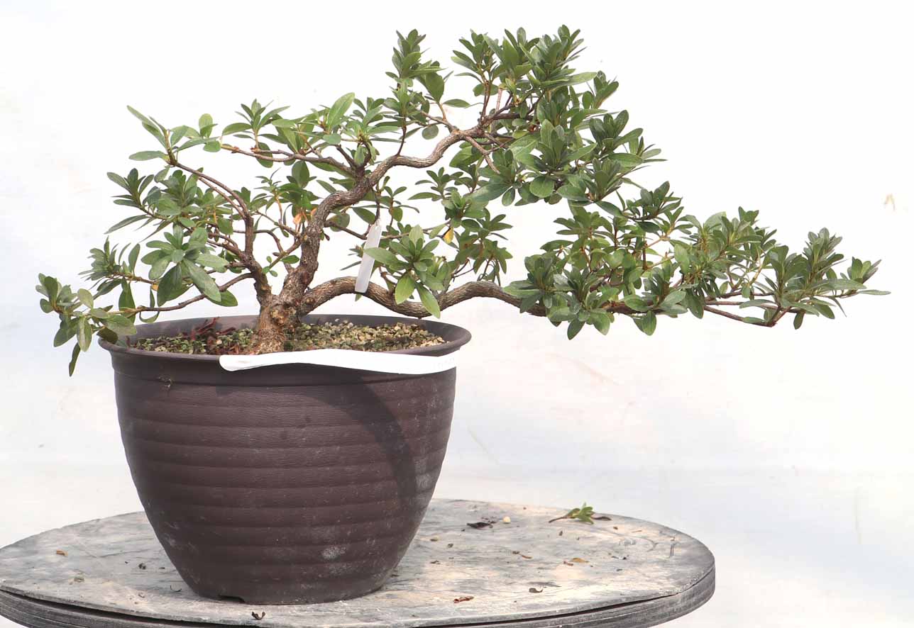 多幹の盆栽 グレー鉢皐月 多幹の盆栽 グレー鉢皐月 さつき盆栽特集