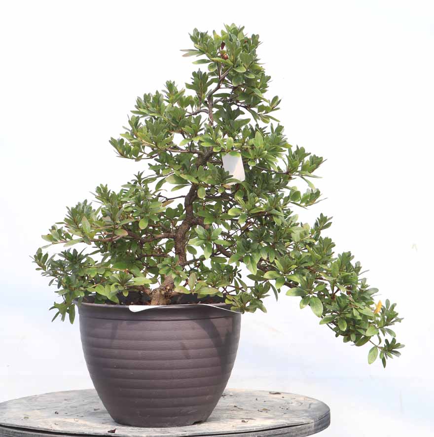 こうげつ 好月 : ヤマカ園芸, 皐月販売