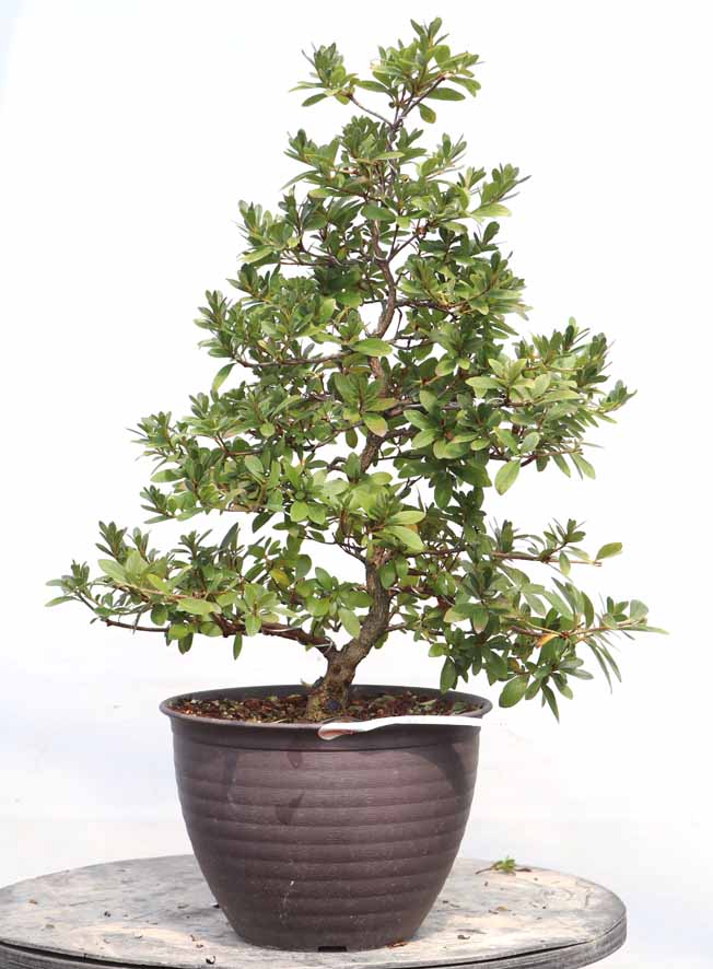 プラスチック盆栽鉢 : ヤマカ園芸, 皐月販売