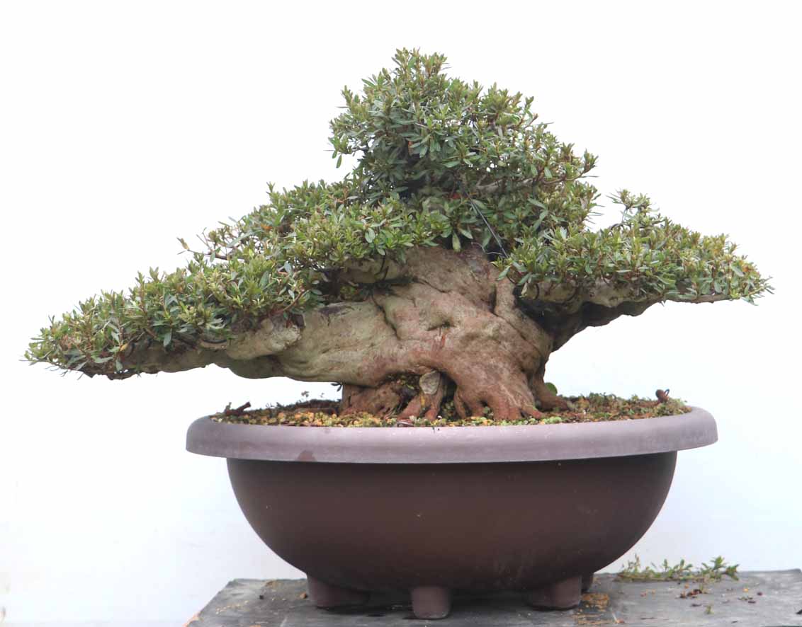 太刺光琳玉　台付 こうりん 光琳 : ヤマカ園芸, 皐月販売