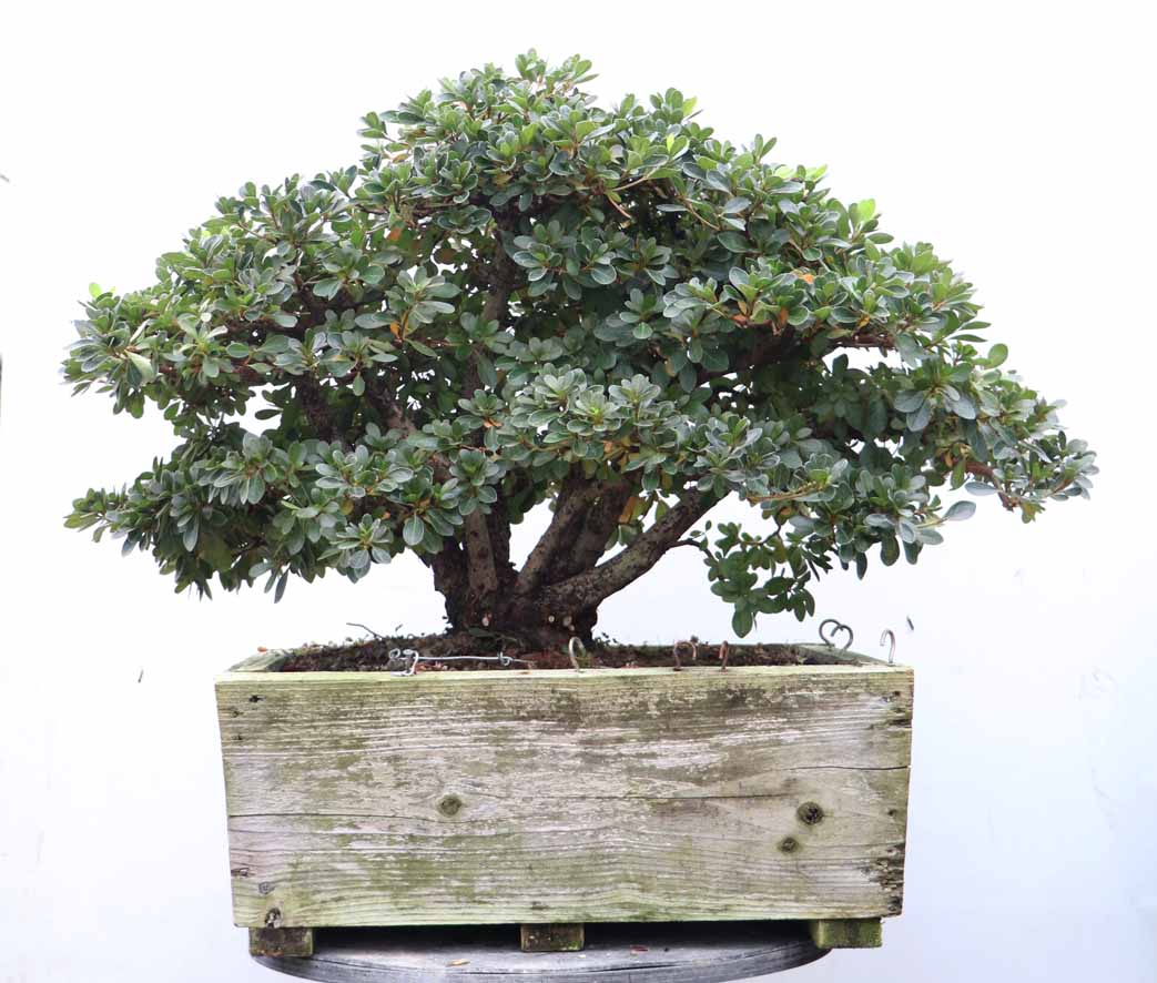 盆栽鉢 植木鉢 輪花鉢 佳山 盆栽鉢 植木鉢 輪花鉢 佳山 盆栽鉢 植木鉢 輪花鉢 佳山