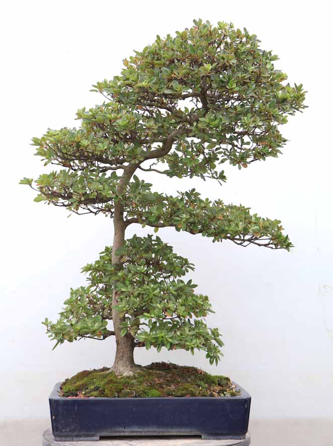 皐月 「煌陽(こうよう)」 盆栽 素材 皐月 「煌陽(こうよう)」 盆栽 素材 盆栽・苔玉