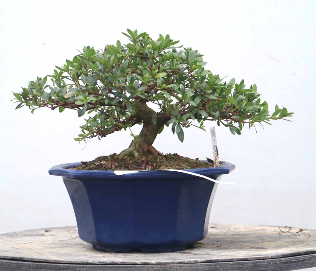 煌陽 こうよう : ヤマカ園芸, 皐月販売