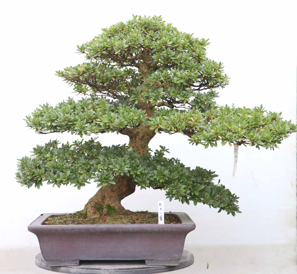 ヤマカ園芸, 皐月販売