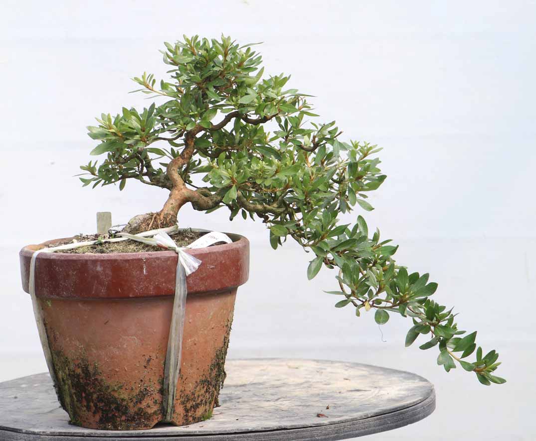 しりゅうのほまれ 紫龍の誉 : ヤマカ園芸, 皐月販売