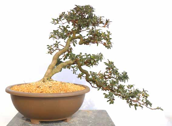 幹周 7cm未満 : ヤマカ園芸, 皐月販売