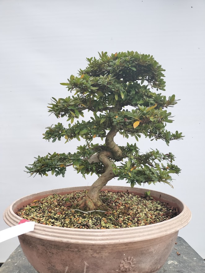 まつなみ 松波 : ヤマカ園芸, 皐月販売