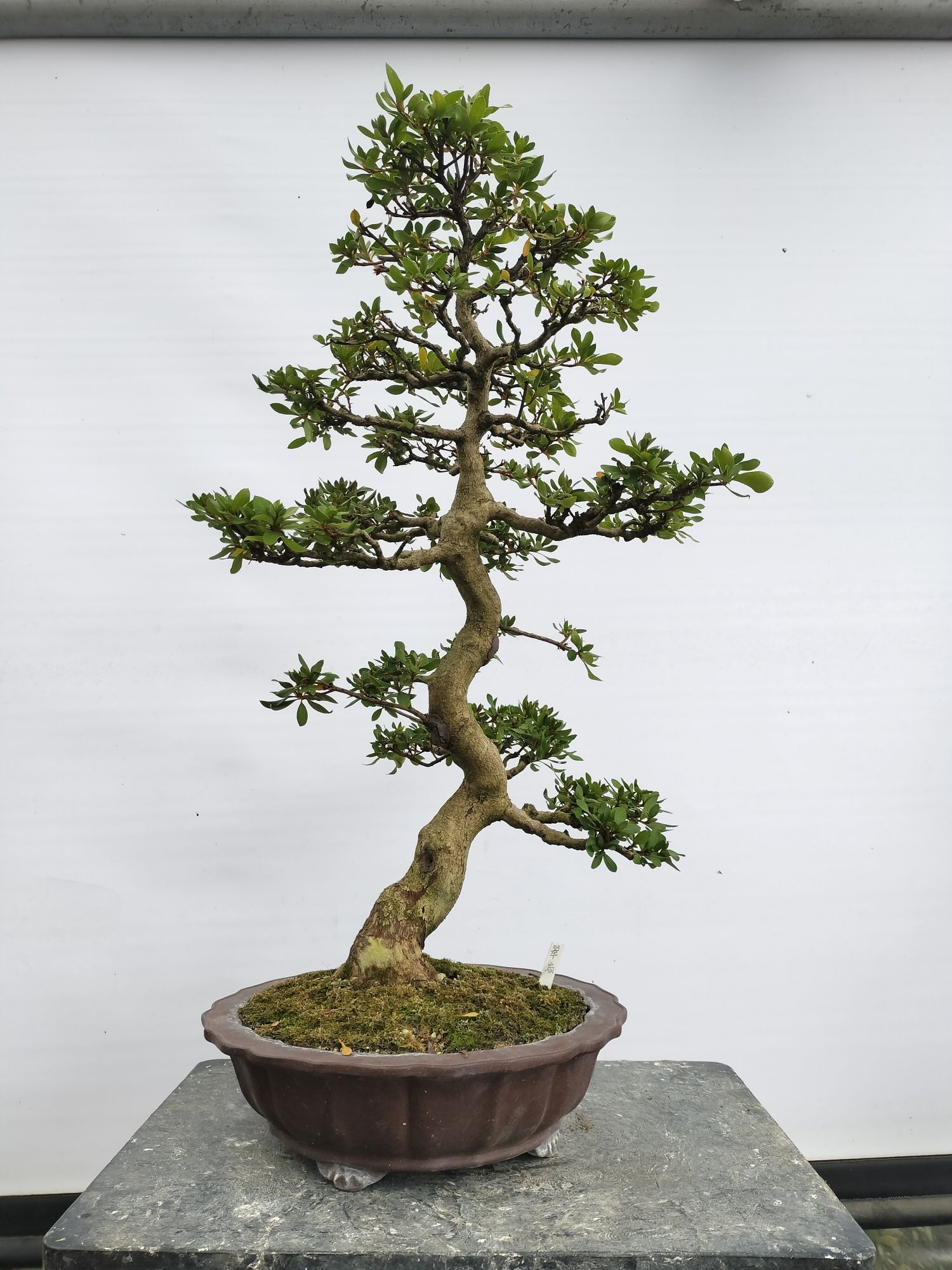 煌陽 こうよう : ヤマカ園芸, 皐月販売