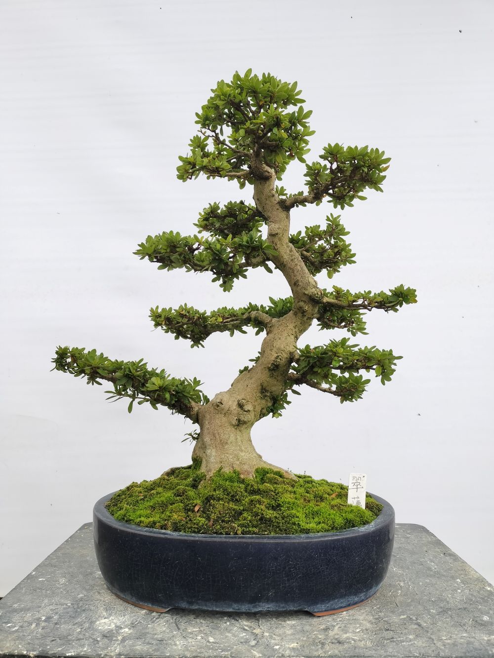 煌陽 こうよう : ヤマカ園芸, 皐月販売