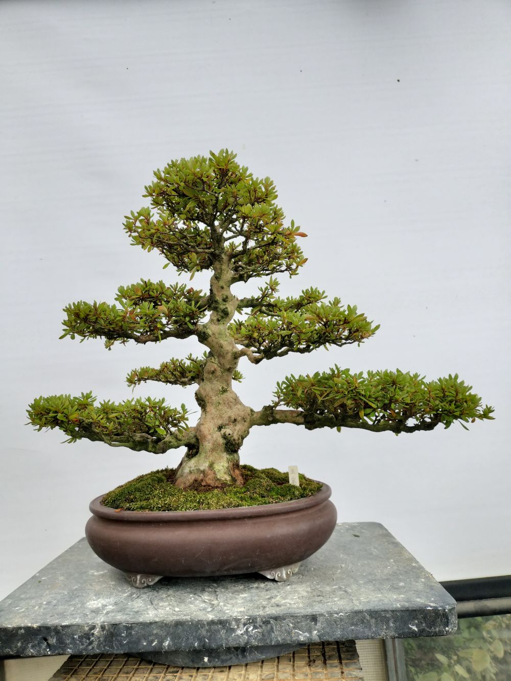 新着商品 : ヤマカ園芸, 皐月販売