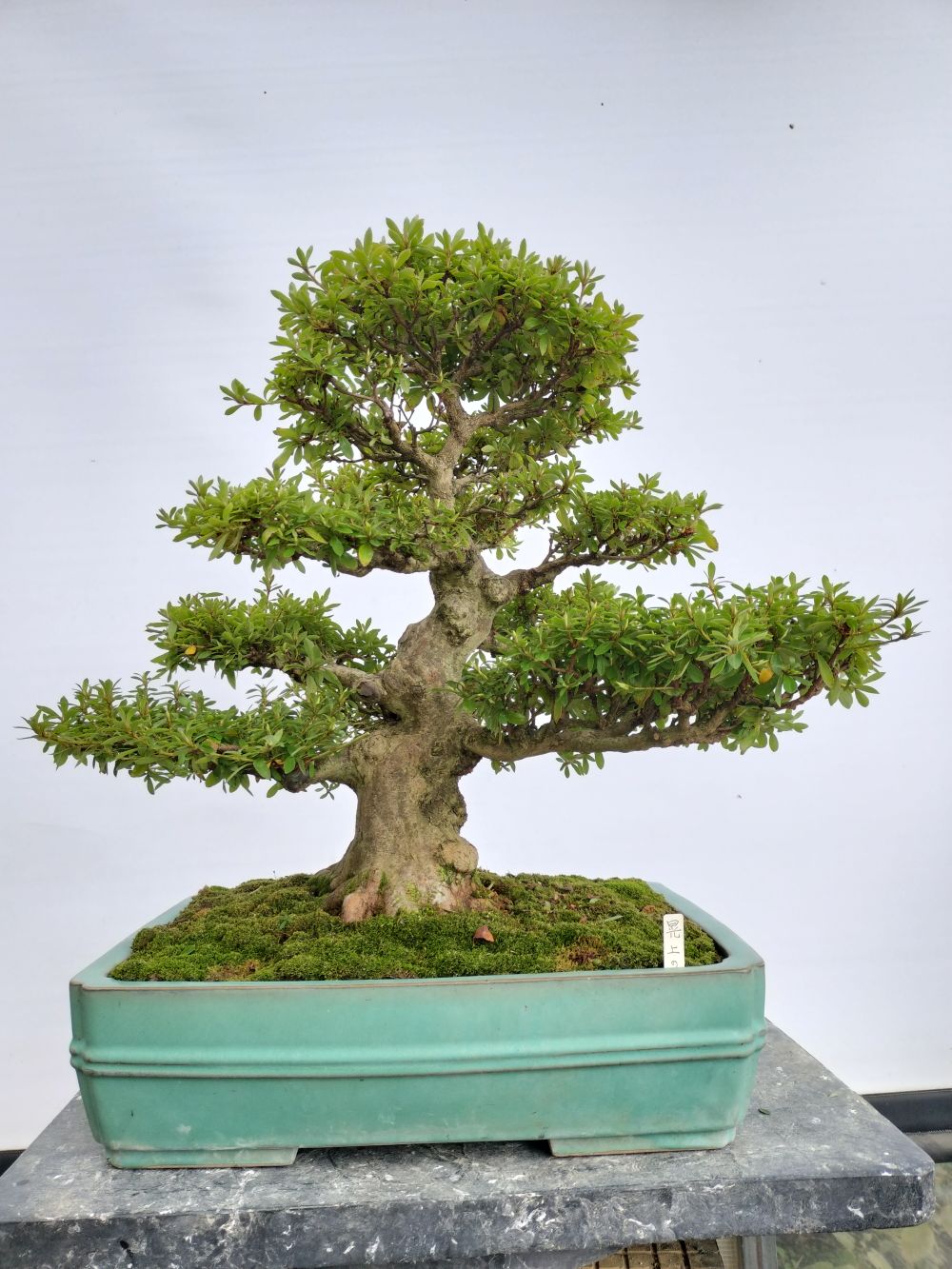 皐月・鴻の舞（こうのまい）] |小品模様木樹高約20cm低く伸びる枝と葉