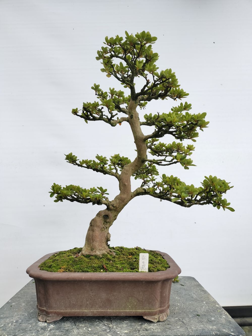 新着商品 : ヤマカ園芸, 皐月販売