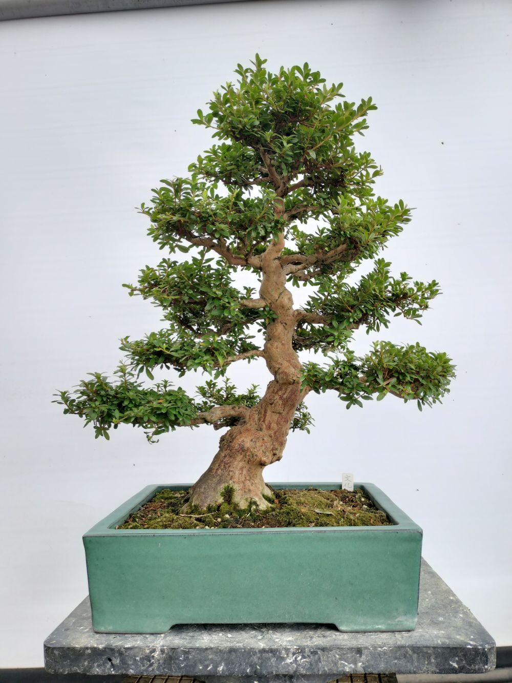 皐月　山の光　鉢植え大型　送料着払いでいかがでしょうか 皐月 山の光 鉢植え大型 送料着払いでいかがでしょうか 皐月 山の光