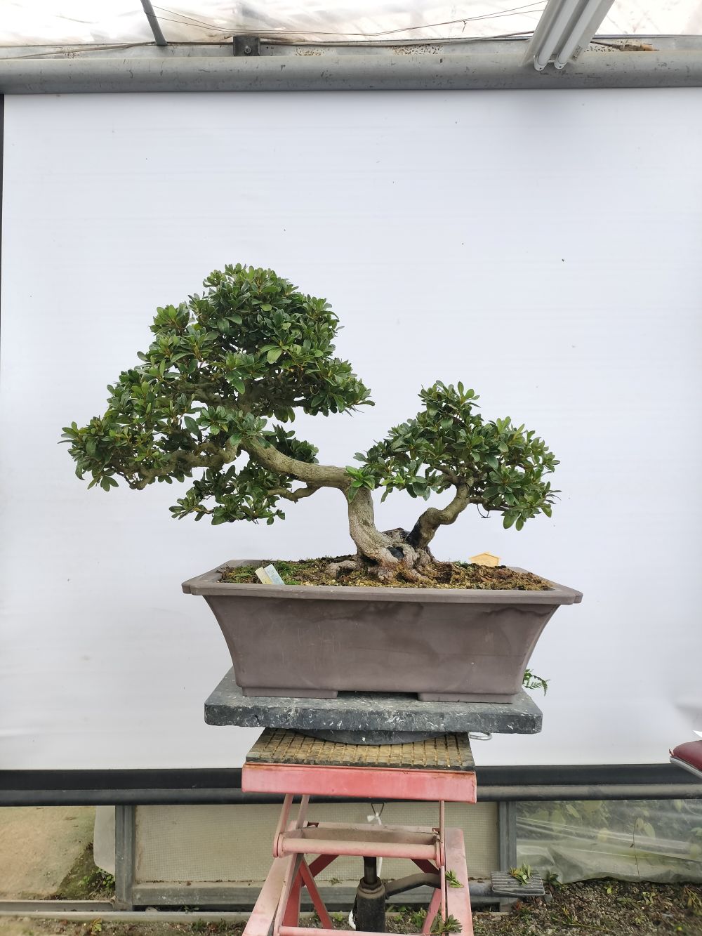 新着商品 : ヤマカ園芸, 皐月販売