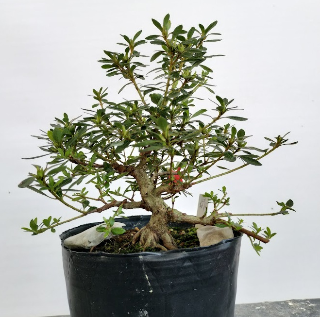 yamamien 盆栽鉢 盆栽鉢 「高山赤絵山水図長方鉢」 植木鉢 絵付鉢 作家鉢 磁器 5号 15cm