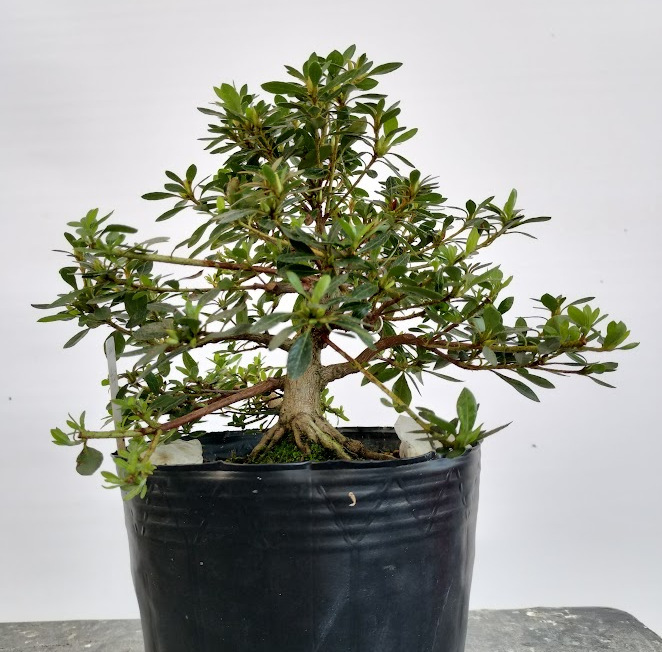 新着商品 : ヤマカ園芸, 皐月販売