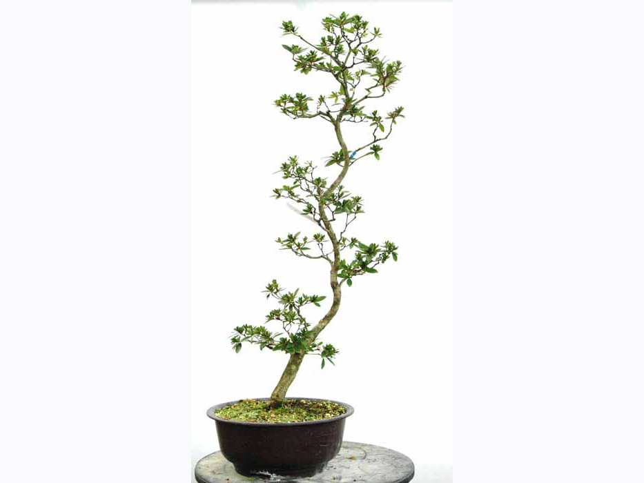 皐月　山の光　鉢植え大型　樹形いいです。 皐月 山の光 鉢植え大型 樹形いいです。 皐月 山の光 鉢植え大型 樹形