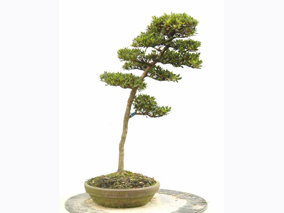 明美の月 あけみのつき : ヤマカ園芸, 皐月販売