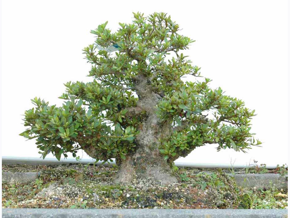 皐月 \"松波(まつなみ)\" 太幹 盆栽 素材 皐月 / “松波(まつなみ) 盆栽 太幹 素材 皐月 盆栽 太幹 花物 まつなみ (