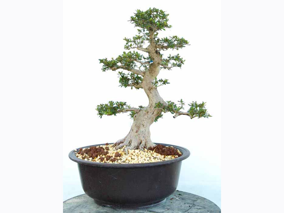 まつなみ 松波 : ヤマカ園芸, 皐月販売