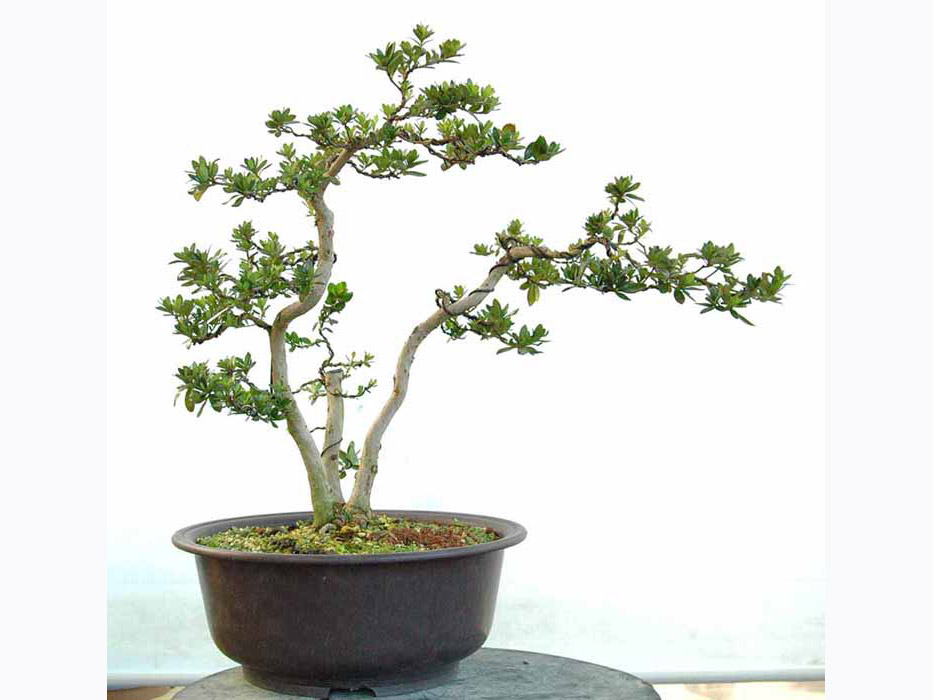 八咫の鏡 やたのかがみ 八咫の鏡 やたのかがみ